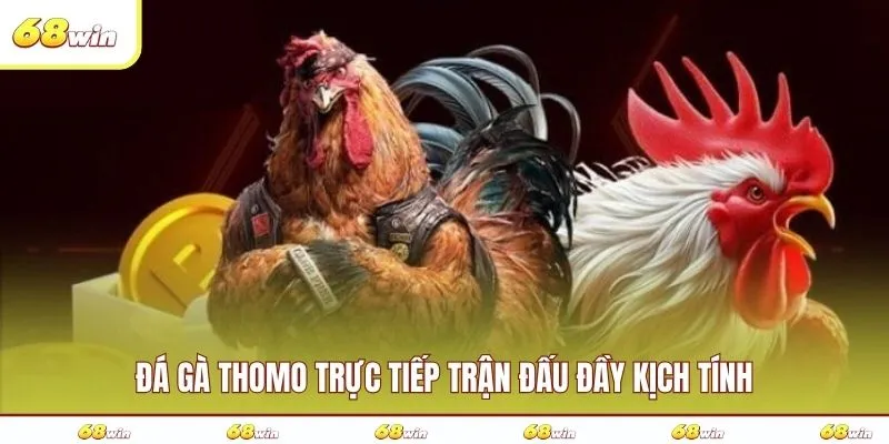 Đá gà Thomo trực tiếp trận đấu đầy kịch tính