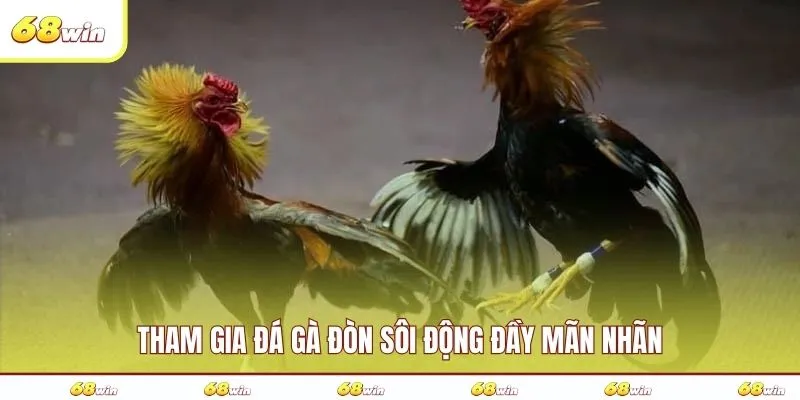 Tham gia đá gà đòn sôi động đầy mãn nhãn
